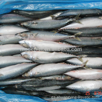 Pescado congelado Pacific Mackerel WR Tamaño 300-500G